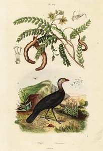 Brushturkey e tamarindo.,1834-1839 (gravura) de Unbekannter Künstler