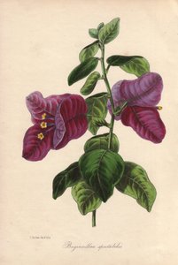 Buginvillaea spectabilis (La bougainvillee ou bougainvillee). Litografia colorida à mão desenhada por Samuel Holden para Sir Joseph Paxton em "Magazine of Botany", Londres, W.S. Orr de Unbekannter Künstler