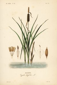 Bulrush ou rabo de gato de folhas largas, Typha latifolia, Massette de Unbekannt