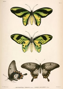 Butterflies, Indonésia de Unbekannt