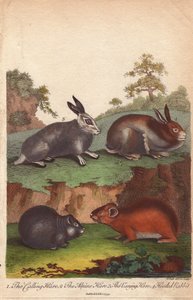 Lebre-dos-campos, lebre-alpina, lebre-variante e coelho-de-capuz Oryctolagus cuniculus, Lepus capensis, Lepus timidus de Unbekannter Künstler