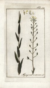 Camelina ou basarda de linho ou sésamo da Alemanha (Camelina sativa). Litografia de "Afbeelding der Artseny-Gewassen" de Johannes Zorn (1739-1799), Países Baixos de Unbekannter Künstler