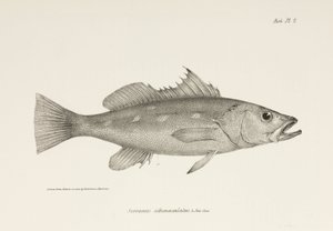 Camotillo, Oceano Pacífico, c 1832-1836 de Unbekannter Künstler