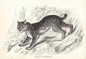 Lince do Canadá, Lynx canadensis (Felis canadensis). Litografia colorida à mão da Galeria de História Natural de Georg Friedrich Treitschke, Naturhistorischer Bildersaal des Thierreiches, Liepzig-1842. de Unbekannter Künstler