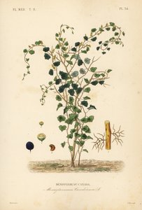 Canadian moonseed or yellow parilla, Menispermum canadense, Menisperme du Canada de Unbekannt