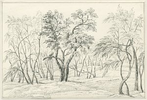 Cannock Chase: desenho a caneta e lápis, séc. XIX de Unbekannt