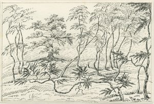 Cannock Chase: desenho a caneta e lápis, séc. XIX de Unbekannt