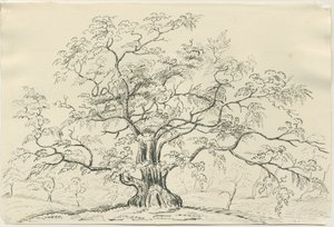 Cannock Chase: desenho a caneta e lápis, séc. XIX de Unbekannt