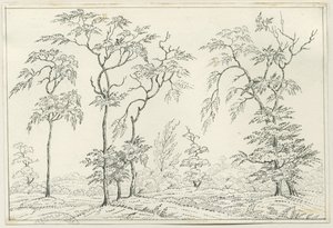 Cannock Chase: desenho a caneta e lápis, séc. XIX de Unbekannt