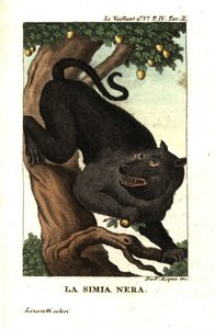 Babuíno do Cabo ou babuíno chacma, Papio ursinus. De François Le Vaillant (Levaillant de Unbekannter Künstler