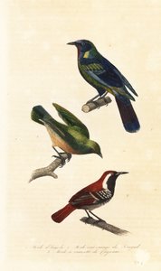 Cabo starling, bokmakierie e ferruginosa corveira, de Unbekannter Künstler
