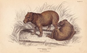Capivara, Hydrochoerus hydrochaeris (Hydrochaerus cabiai). Gravura em metal aço colorida à mão por Lizars a partir de uma ilustração de Charles Hamilton Smith da Naturalist