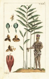 Árvore de cardamomo, Elettaria cardamomum. de Unbekannter Künstler