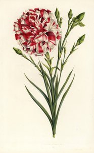 Híbrido de cravo, Louis Napoleon, Dianthus caryophyllus. Litografia colorida à mão da obra de Louis van Houtte e Charles Lemaire, Flowers of the Gardens and Hothouses of Europe, Flore des Serres et des Jardins de l