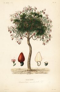 Cajueiro ou cajueiro, Anacardium occidentale, Anacarde de Unbekannt