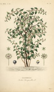 Cat greenbriar ou catbriar, Smilax glauca, Smilax sarsaparilla, Salsepareille, Gravura em aço colorido à mão por Debray após ilustração botânica de Edouard Maubert de Pierre Oscar Reveil, A de Unbekannt