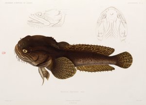 Peixe-gato, Argélia de Unbekannter Künstler