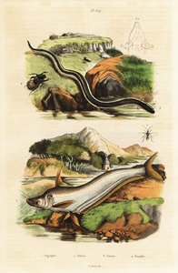 Peixe-gato, sirene anã, vespa e escaravelho. de Unbekannter Künstler