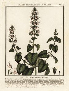 Catnip, Nepeta cataria. de Unbekannter Künstler