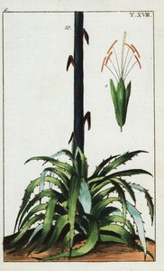 Planta do século, Agave americana. de Unbekannter Künstler