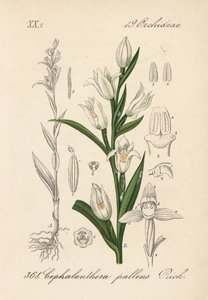 Cephalanthere has epe ou long-leaved - Cephalanthera longifolia (Cephalanthera pallens). Litografia colorida à mão da obra Flora von Deutschland (Flora da Alemanha) de Diederich von Schlechtendal, Jena de Unbekannter Künstler