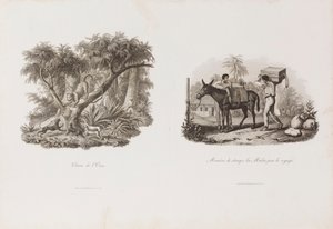 Chasse de l´Onze, da Coleção Brasiliana Iconográfica de Unbekannter Künstler