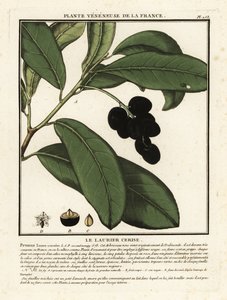 Louro de cerejeira, Prunus laurocerasus. de Unbekannter Künstler