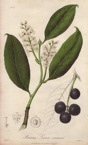 Loureiro-cereja ou loureiro-amêndoa ou loureiro pame ou loureiro trebizonde (Prunus Lauro-cerasus) - Drenagem efectuada por William Clarke para ilustrar a obra "Medical Botanical, Description of the Medicinal Plants of London, Edinburgh and Dublin" de John de Unbekannter Künstler