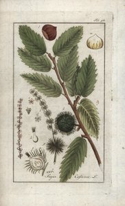 Castanheiro (Castanea sativa). Litografia de "Afbeelding der Artseny-Gewassen" de Johannes Zorn (1739-1799), Países Baixos de Unbekannter Künstler