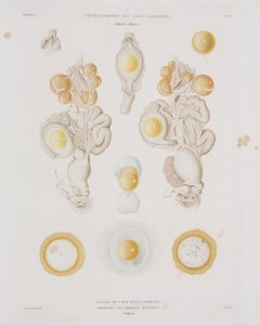 Ovo de galinha no oviduto, c 1847-1859 de Unbekannt