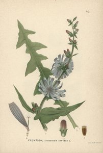 Chicória, Cichorium intybus de Unbekannter Künstler