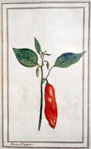Malagueta, pimenta espanhola, c.1780-1800 (gravura) de Unbekannter Künstler