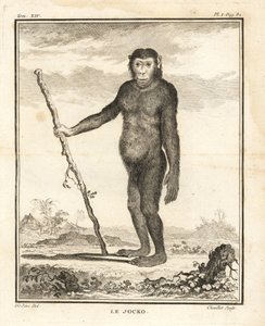 Chimpanzé, Pan troglodytes. O Jocko. Em perigo de extinção. Gravura em talhe-doce de Chevillet a partir de uma ilustração de Jacques de Seve da Histoire Naturelle de Georges-Louis Leclerc, Comte de Buffon, Imprimerie Royale, Paris de Unbekannter Künstler