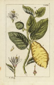 Citron mostrando frutas, folhas e flores, Citrus medica. de Unbekannter Künstler
