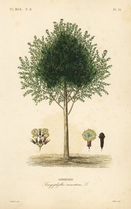 Cravinho, Syzygium aromaticum, Caryophyllus aromaticus, Giroflier de Unbekannt