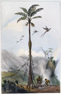 Palmeira de coco (Barrigudo) de Unbekannter Künstler