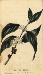 Árvore do café, Coffea arabica. ,1800 (gravura) de Unbekannter Künstler