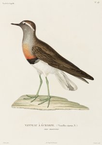 Tarambola-canelada, Ilhas Malvinas de Unbekannter Künstler