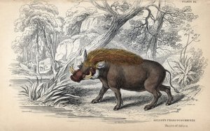 Facochere africano comum (Phaochoerus africanus). Gravura em cobre de William Lizars, baseada num desenho de James Stewart, publicada na Naturalist Library: mammals, pachyderms and quadrupedes with fine skin, editada por W. H. Lizars, em Edimburgo, Scotl de Unbekannter Künstler
