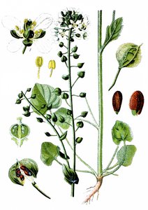 Cochlearia officinalis de Unbekannter Künstler
