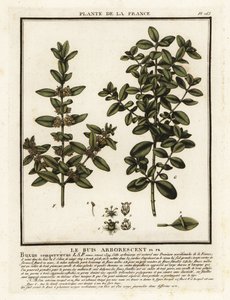 Caixa comum, Buxus sempervirens. de Unbekannter Künstler
