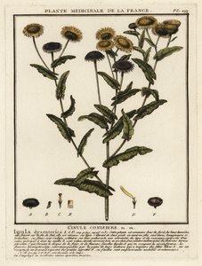 Fleabane comum, Pulicaria dysenterica. de Unbekannter Künstler