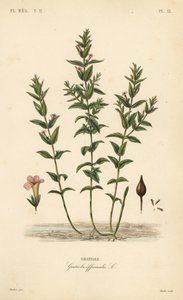 Hexissopo ou erva de graça comum, Gratiola officinalis, Gratiole de Unbekannt