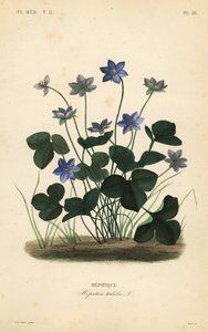 Hepática comum ou hepática, Anemone hepática, Hepatica triloba, Hepatique de Unbekannt