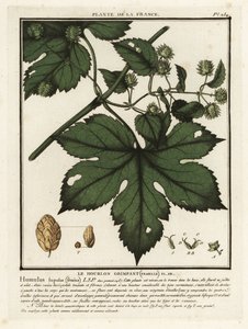 Lúpulo comum, Humulus lupulus lupulus. de Unbekannter Künstler