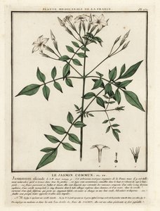 Jasmim comum, Jasminum officinale. de Unbekannter Künstler