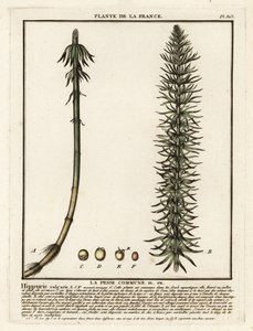 Rabo de égua comum, Hippuris vulgaris. de Unbekannter Künstler