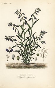 Mosto de leite comum, Polygala vulgaris, Polygala commun de Unbekannt