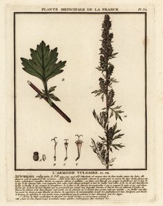 Artemísia vulgar, Artemisia vulgaris. de Unbekannter Künstler