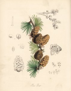 Meleca comum ou europeia - Larício branco, Larix decidua (Larix europaea), folha, ramo e pinha. Zincografia colorida à mão de C. Chabot, desenhada por Miss M. A. Burnett a partir do seu "Plantae Utiliores: or Illustrations of Useful Plants", Whittaker, Lon de Unbekannter Künstler